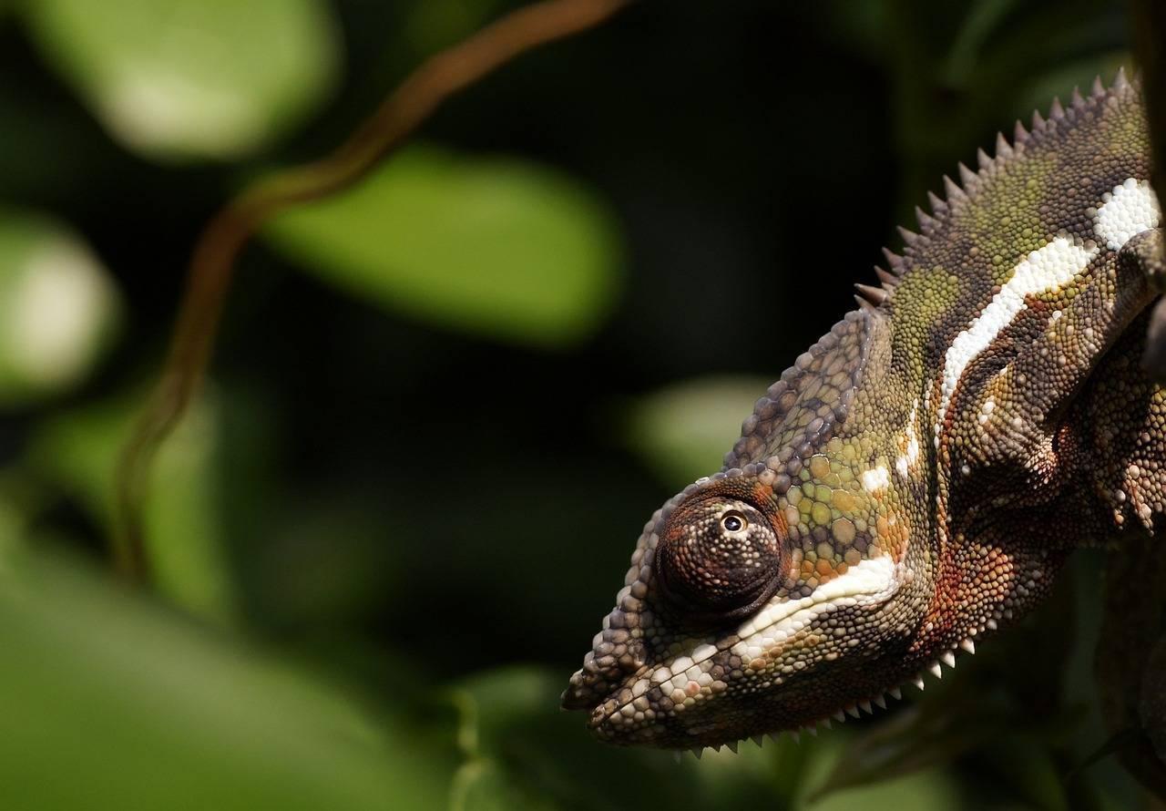 Close-up of a colourful chameleon perched on a branch with blurred green foliage in the background