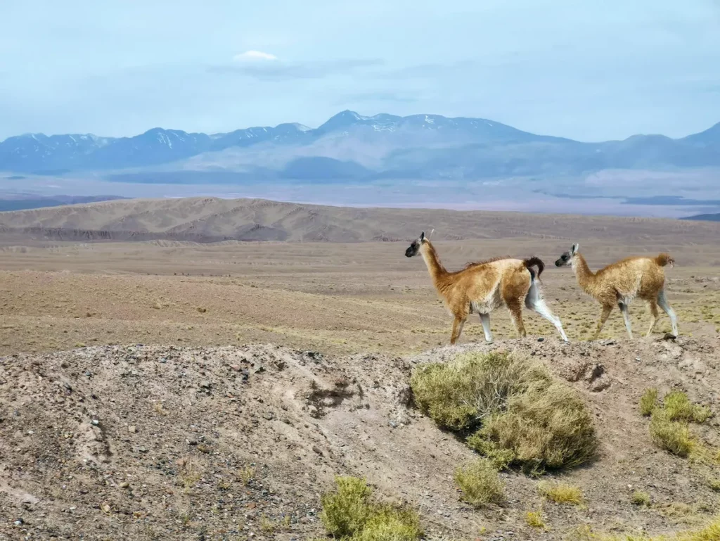 Le parc national Lauca